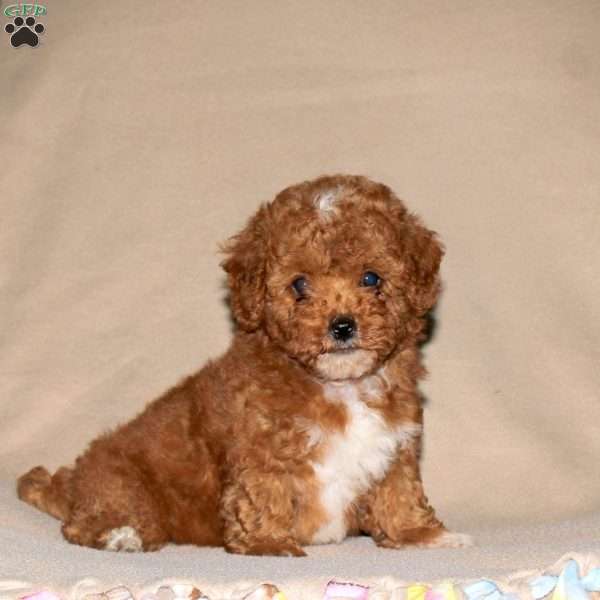 Rocky, Toy Poodle Mix Puppy