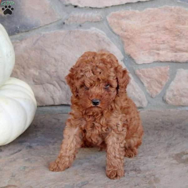 Rocky, Miniature Poodle Puppy