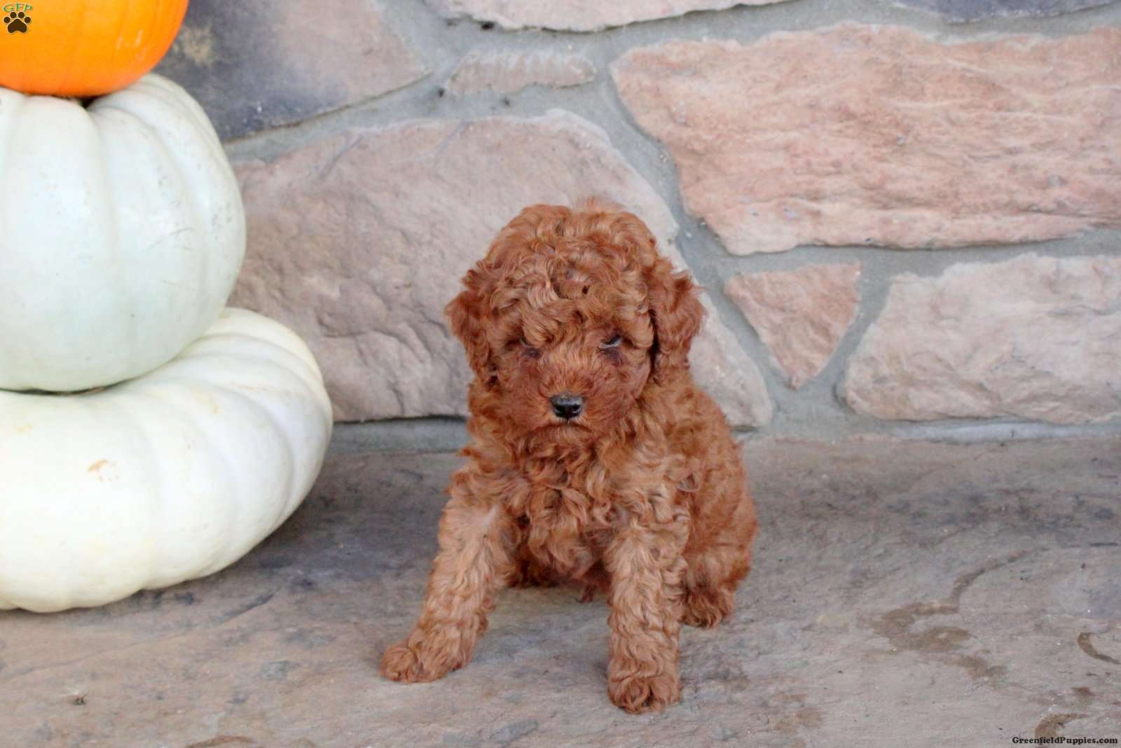 Rocky (Miniature Poodle, Male) in Gordonville, PA