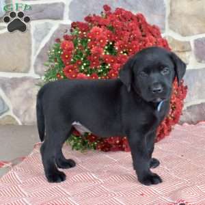 Rocky, Black Labrador Retriever Puppy