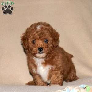 Rocky, Toy Poodle Mix Puppy