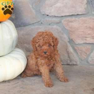 Rocky, Miniature Poodle Puppy