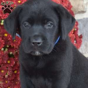 Rocky, Black Labrador Retriever Puppy