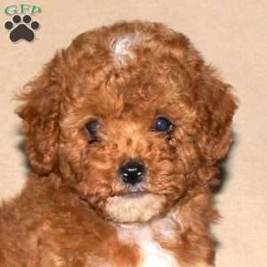 Rocky, Toy Poodle Mix Puppy