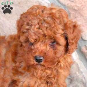 Rocky, Miniature Poodle Puppy