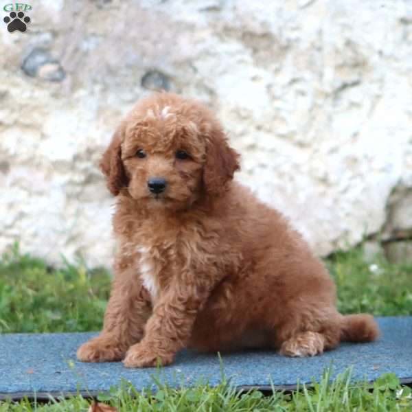 Rocky, Mini Goldendoodle Puppy