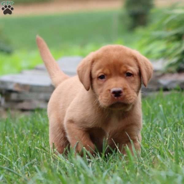 Rocky, Fox Red Labrador Retriever Puppy