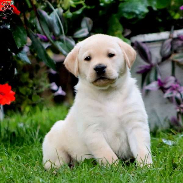 Rocky, Yellow Labrador Retriever Puppy