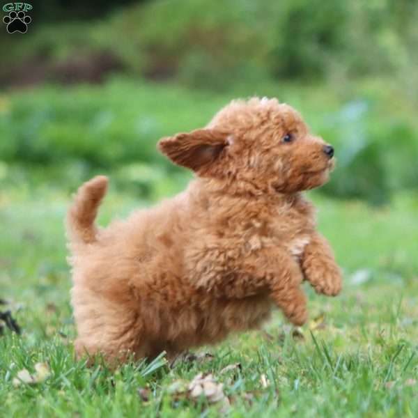 Rocky, Mini Goldendoodle Puppy