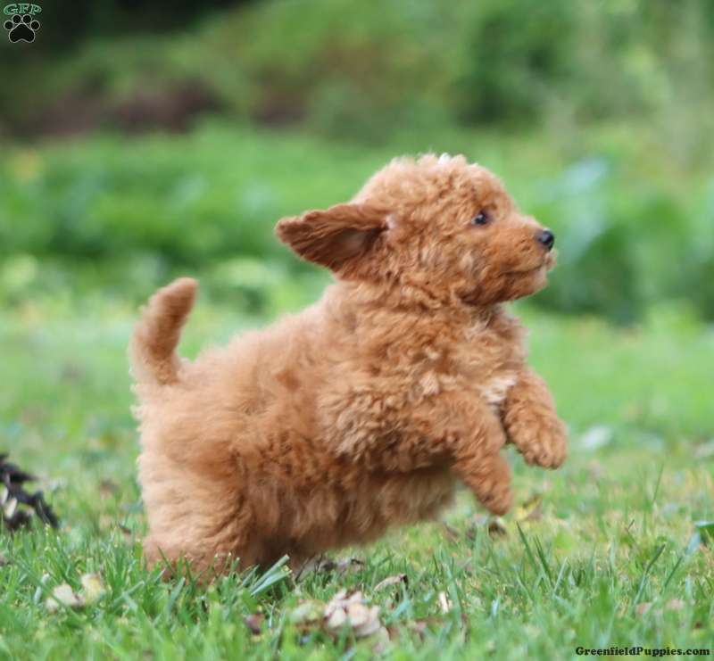Rocky (Doodle / designer cross, Male) in Parkesburg, PA