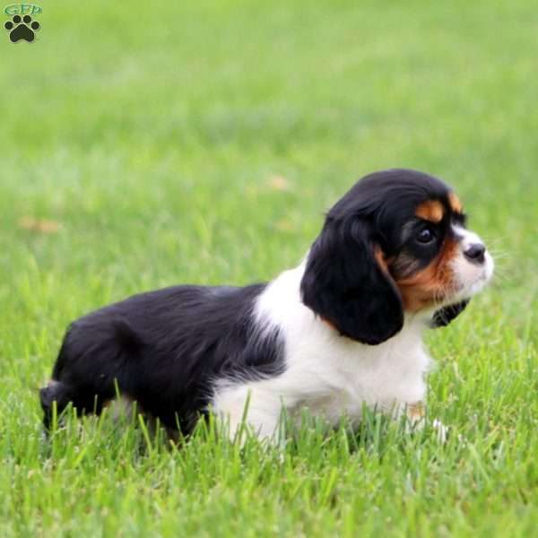 Rocky, Cavalier King Charles Spaniel Puppy