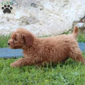 Rocky, Mini Goldendoodle Puppy