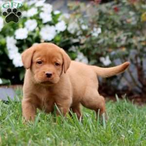 Rocky, Fox Red Labrador Retriever Puppy