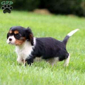 Rocky, Cavalier King Charles Spaniel Puppy