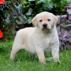 Rocky, Yellow Labrador Retriever Puppy