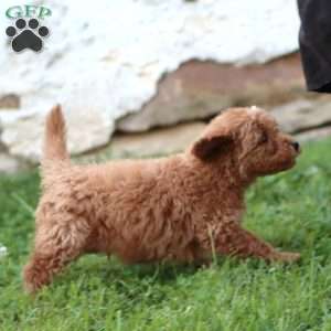 Rocky, Mini Goldendoodle Puppy