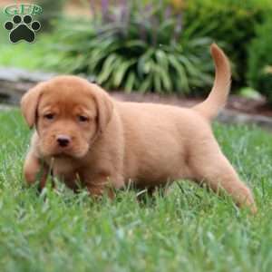 Rocky, Fox Red Labrador Retriever Puppy