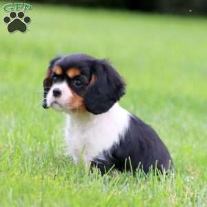 Rocky, Cavalier King Charles Spaniel Puppy