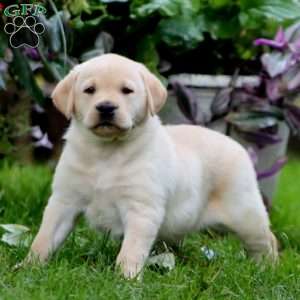 Rocky, Yellow Labrador Retriever Puppy