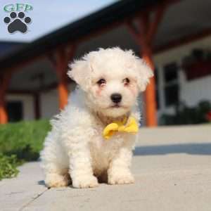 Rocky, Bichon Frise Puppy