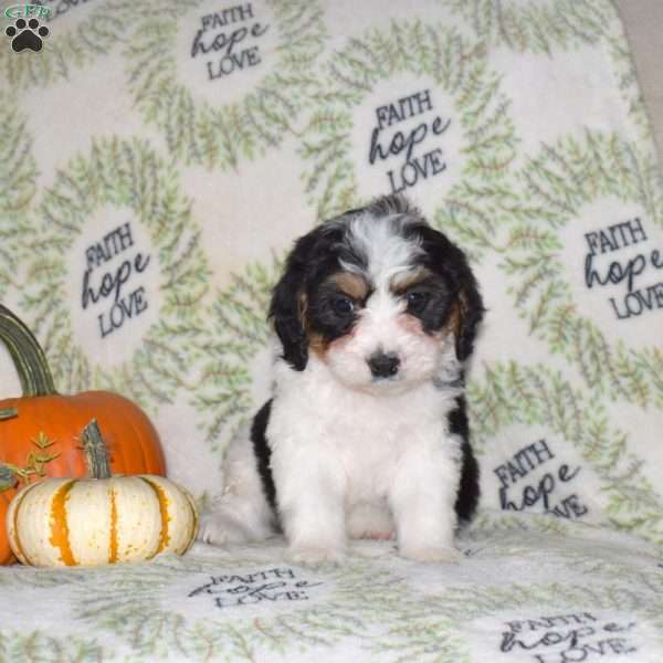 Rodeo, Mini Bernedoodle Puppy