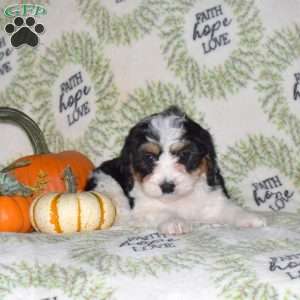 Rodeo, Mini Bernedoodle Puppy