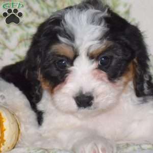 Rodeo, Mini Bernedoodle Puppy
