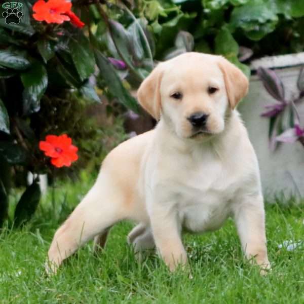 Romeo, Yellow Labrador Retriever Puppy