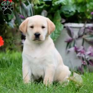 Romeo, Yellow Labrador Retriever Puppy