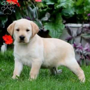 Romeo, Yellow Labrador Retriever Puppy