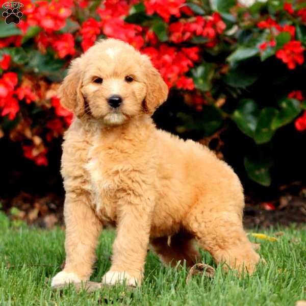 Ronald, Goldendoodle Puppy