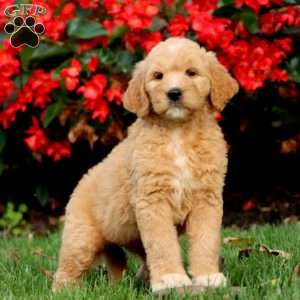 Ronald, Goldendoodle Puppy