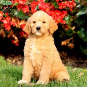 Ronald, Goldendoodle Puppy