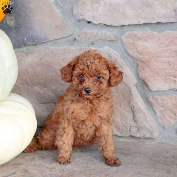 Roo, Miniature Poodle Puppy