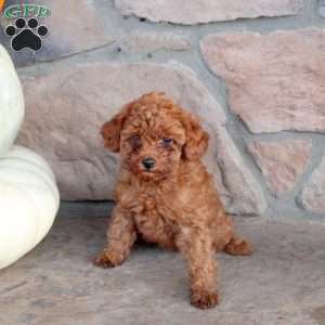 Roo, Miniature Poodle Puppy