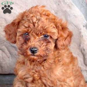 Roo, Miniature Poodle Puppy