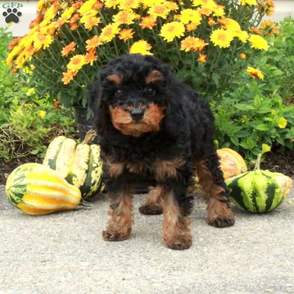 Rooney, Miniature Poodle Puppy
