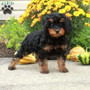 Rooney, Miniature Poodle Puppy