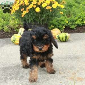 Rooney, Miniature Poodle Puppy