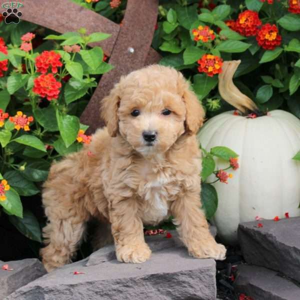 Rosa, Bich-Poo Puppy
