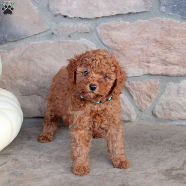 Rosa, Miniature Poodle Puppy
