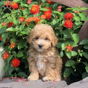 Rosa, Bich-Poo Puppy