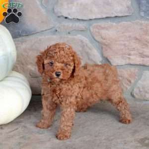 Rosa, Miniature Poodle Puppy