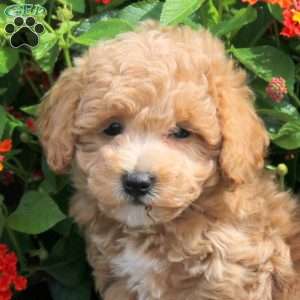 Rosa, Bich-Poo Puppy