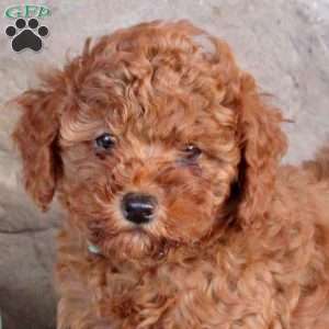 Rosa, Miniature Poodle Puppy