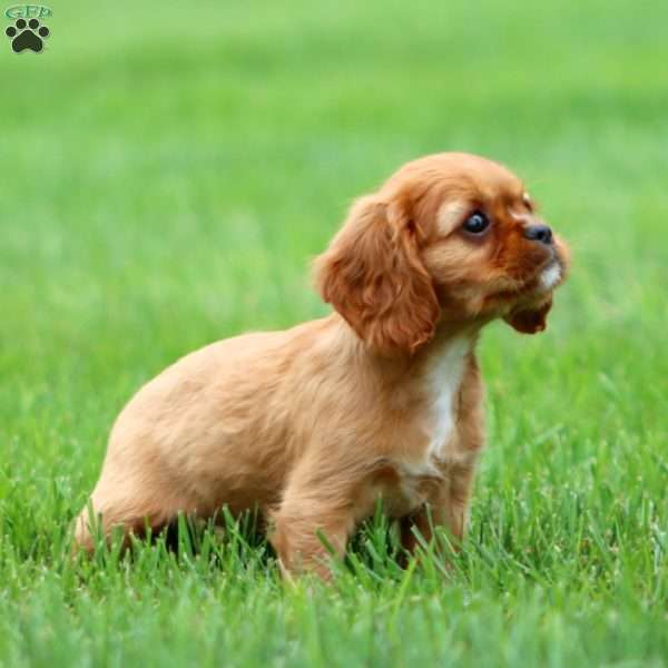 Rosa, Cavalier King Charles Spaniel Puppy