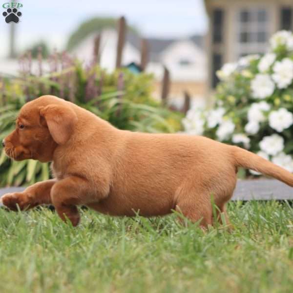 Rosa, Fox Red Labrador Retriever Puppy