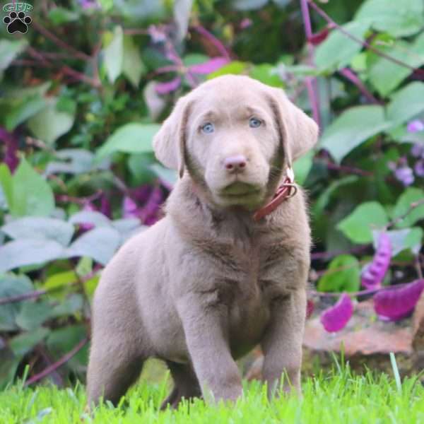 Rosa, Silver Labrador Retriever Puppy