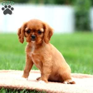 Rosa, Cavalier King Charles Spaniel Puppy