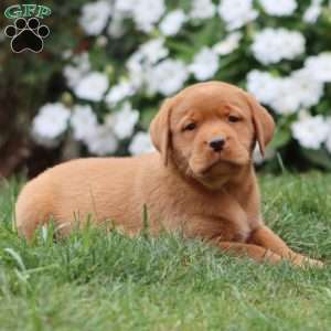 Rosa, Fox Red Labrador Retriever Puppy